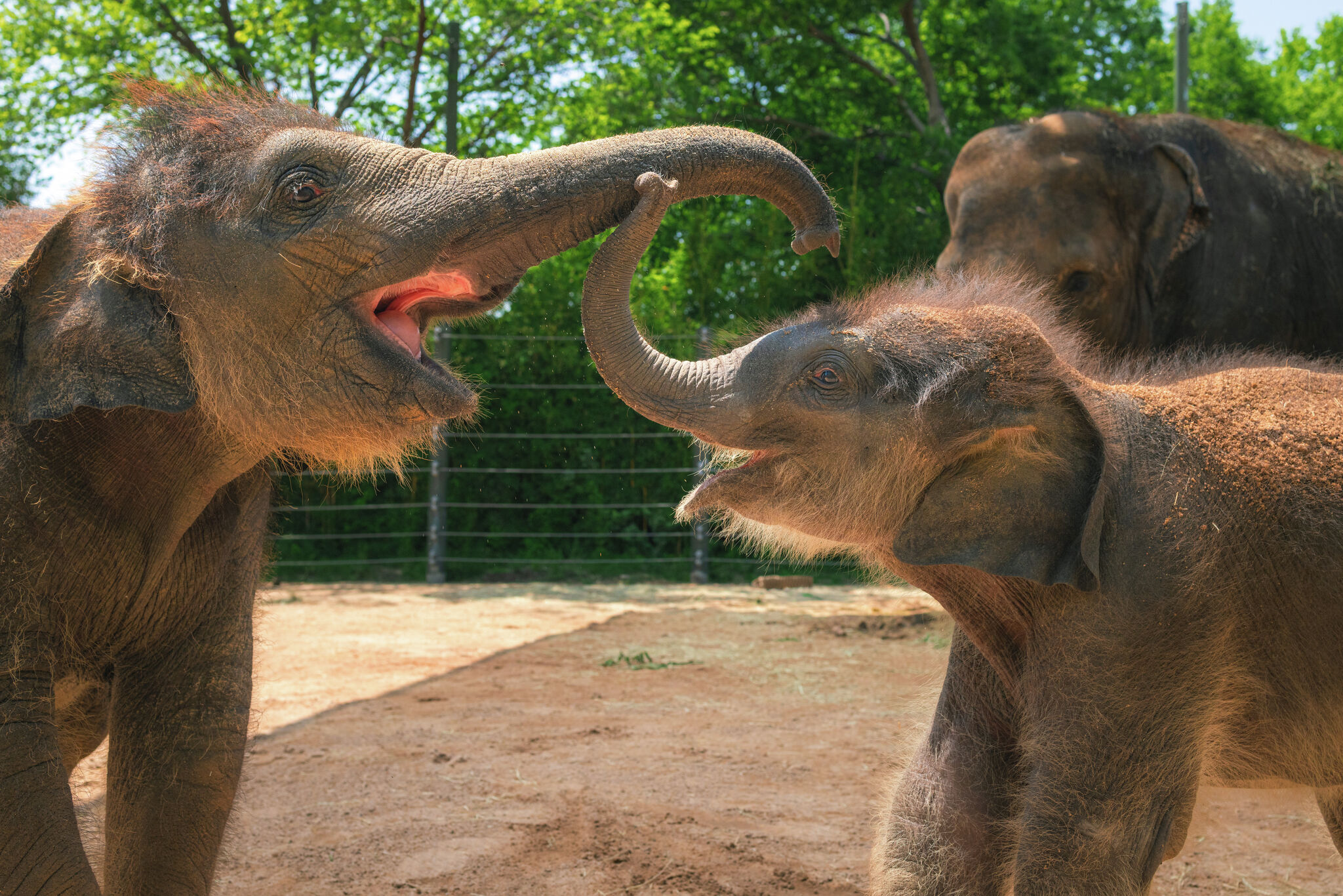 New baby Asian elephant Sam Houston makes public debut at Fort Worth Zoo